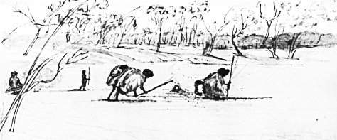 women digging roots of the Yam Daisy