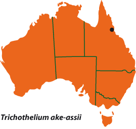 Trichothelium ake-assii map
