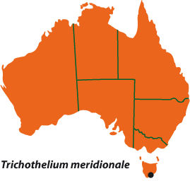 Trichothelium meridionale map