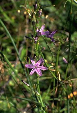 Grass Lily