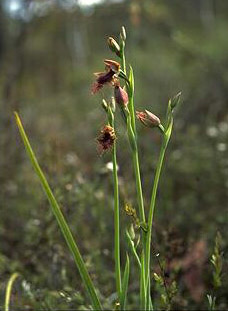 Purplish Beard Orchid