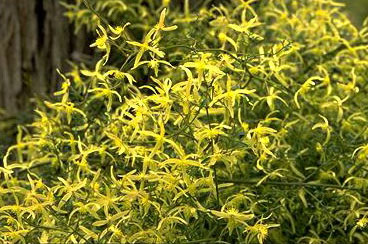 Small-leaved Clematis