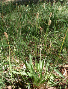 Plantain