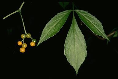 Yellow Elderberry