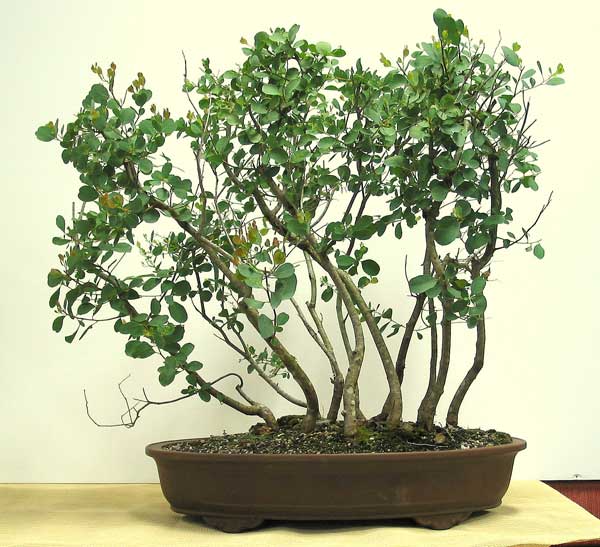 Bonsai Eucalyptus