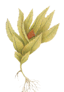 Physcomitrella patens : Migula illustration