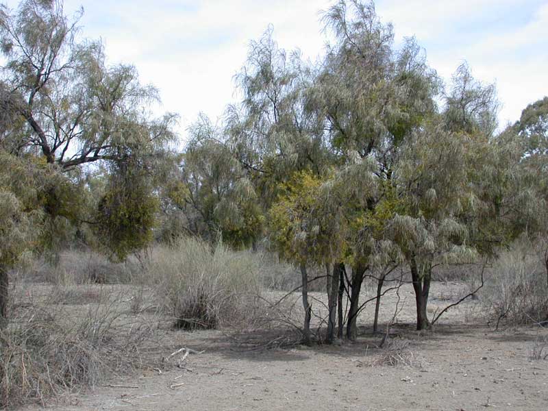photo: Acacia stenophylla