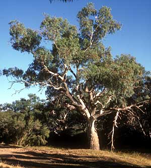 Eucalyptus Tree Adaptations