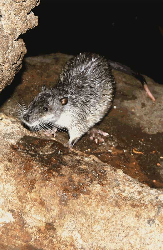 Hydromys chrysogaster – Water-rat 