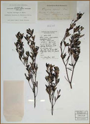 click to view herbarium specimen