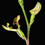 Phoringopsis