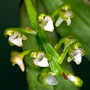 Saccolabiopsis