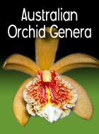 Australian Orchid Genera
