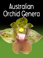 Australian Orchid Genera