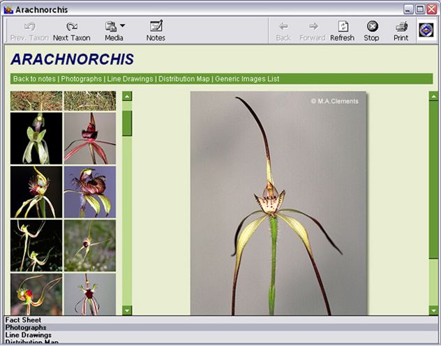 Arachnorchis images page
