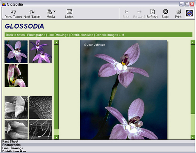 Glossodia images page