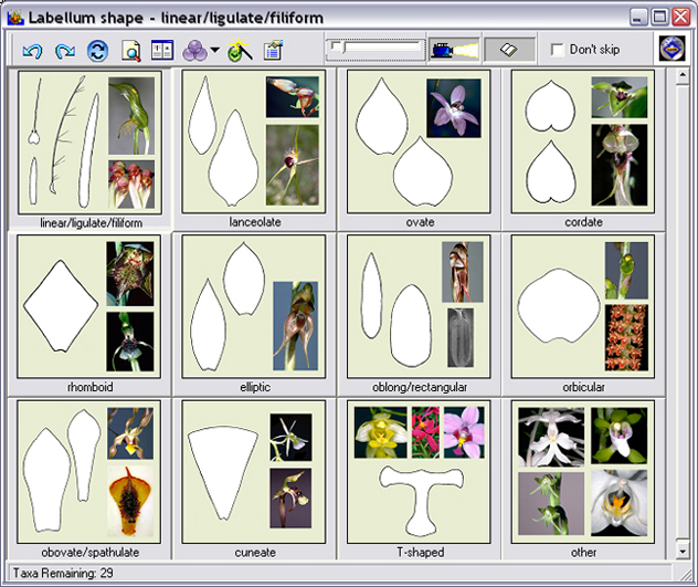 Screen of labellum shape thumbnails