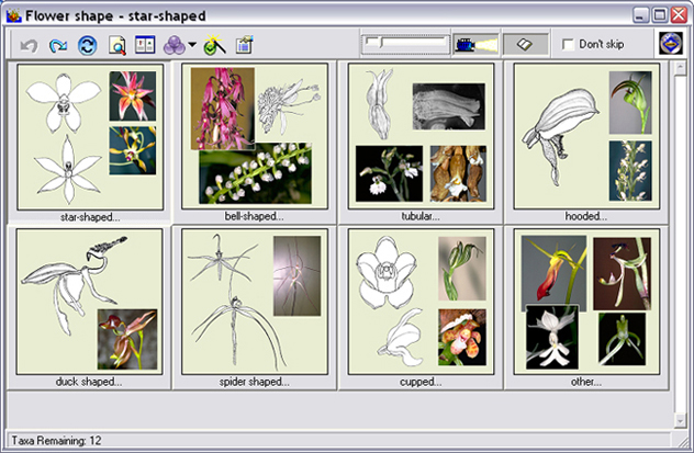 Screen of flower shape thumbnails
