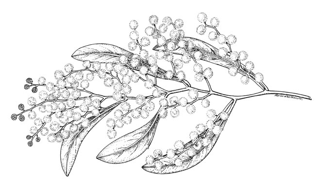 acacia pycnantha