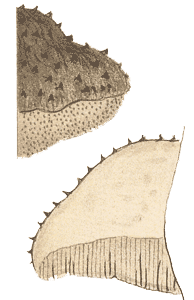 Fistulina spiculifera : Cooke illustration