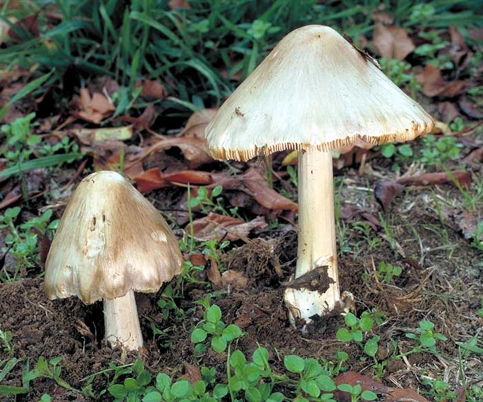 Paddy straw mushroom (433)