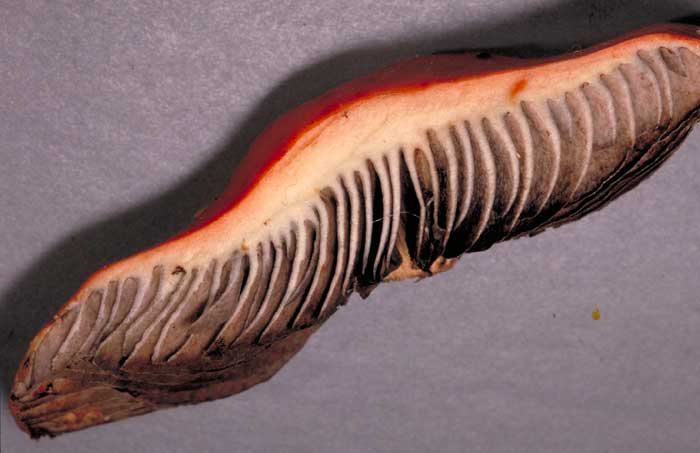 photo: Hypholoma aurantiaca gills