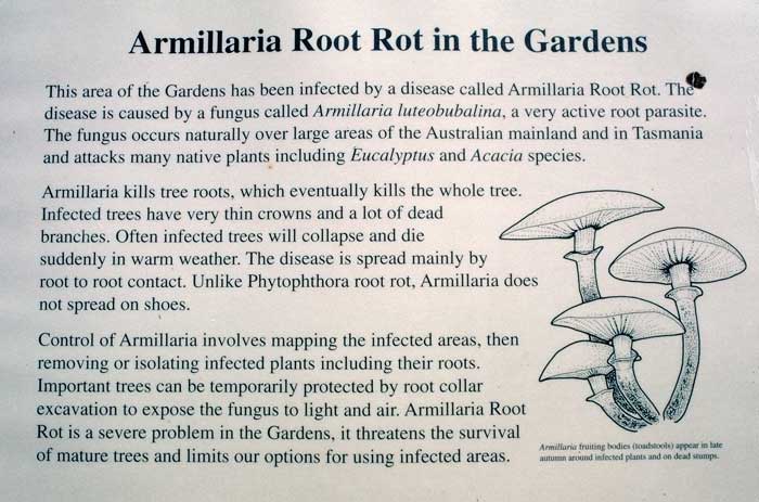 photo: Armillaria sign