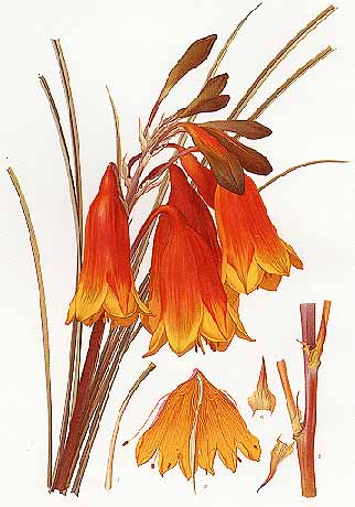 illustration