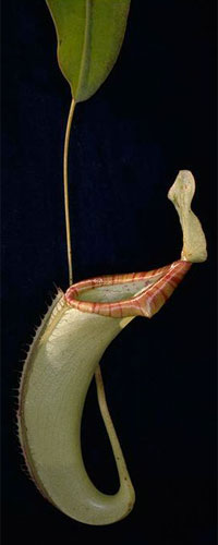 Nepenthes