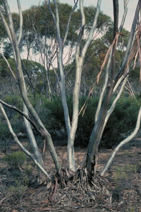 Photo mallee
