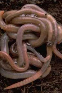 worms