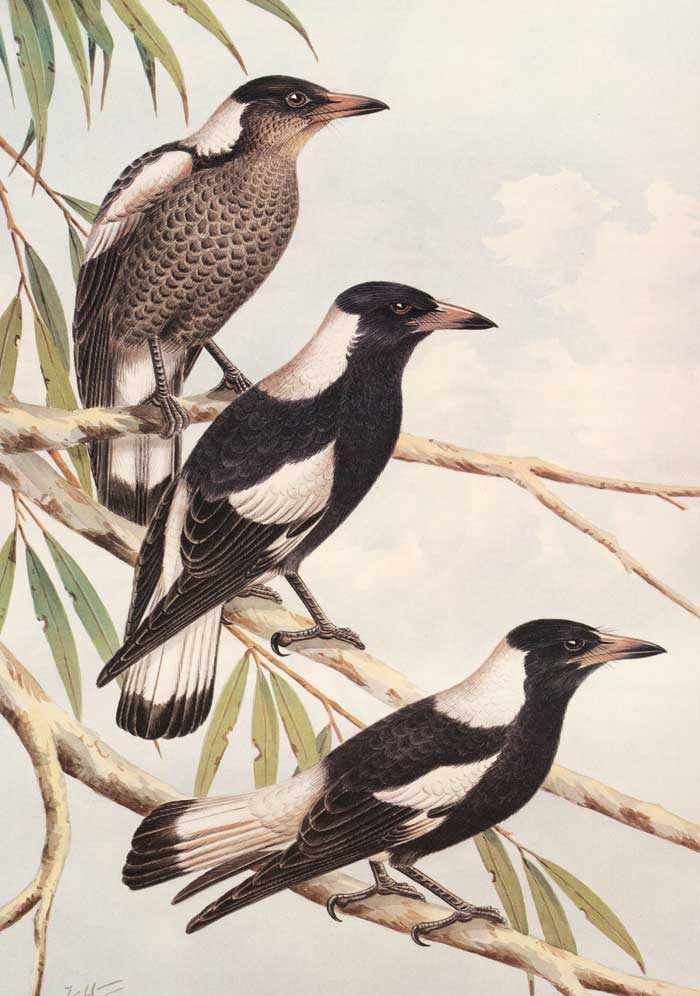 magpie paintings