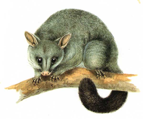 Opossum Diet Ring Tailed Lemurs