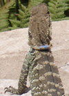 Water Dragon with collar