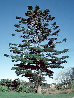 araucaria cunninghamii