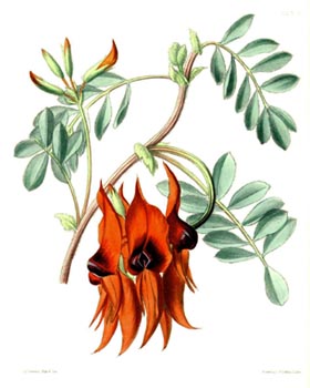 Botanical Illustrator