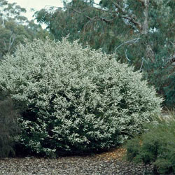 Thryptomene calycina shrub