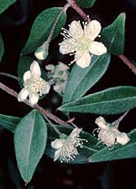 A. dulcis flowers photo
