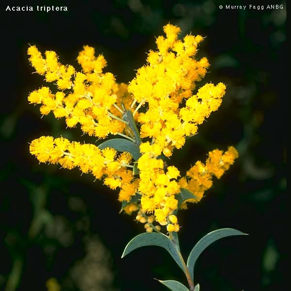 acacia wattle