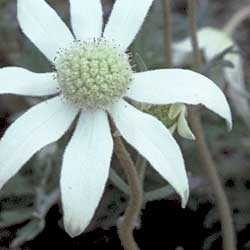 Image of Actinotus helianthi - click for more