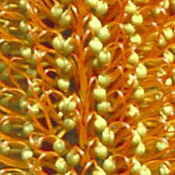Image of Banksia ericifolia subsp. ericifolia - Click for more