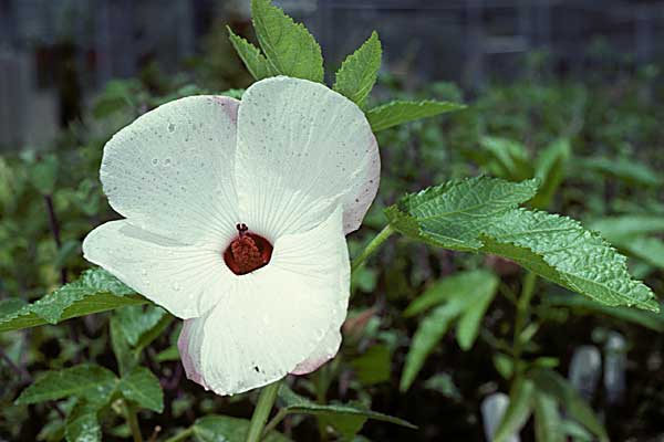 Photo of Hibiscus heterophyllus