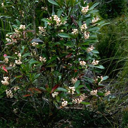 Anopterus glandulosus shrub in the wild