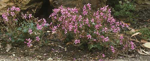 Pelargonium rodneyanum