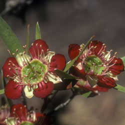 Leptospermum spectaile (A5896) click to enlarge