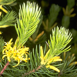 Persoonia chamaepitys (A3124) - click to enlarge
