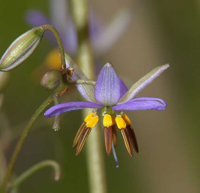 dianella flower