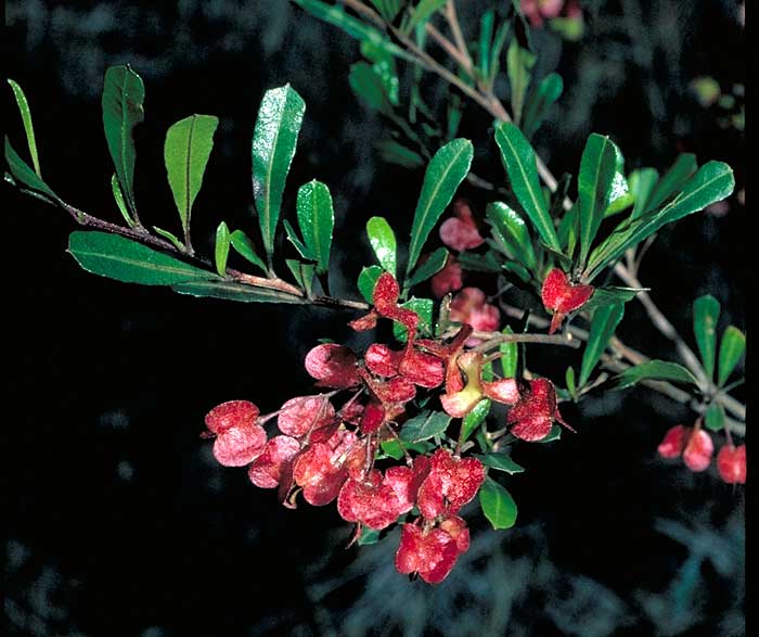 Dodonaea Viscosa Spatulata