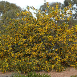 Acacia denticulosa