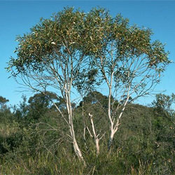 Plant Eucalyptus